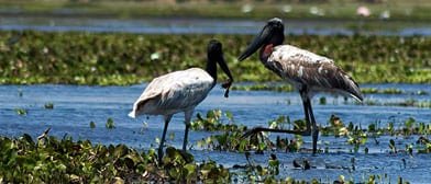 wildlife sanctuary in belize