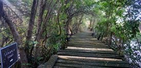 crooked tree dock