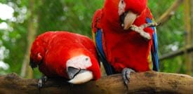 scarlet macaws belize