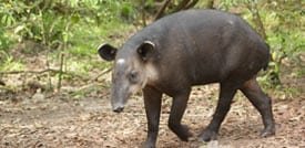 tapir