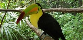 toucan zoo